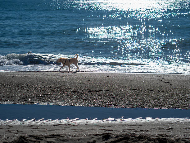 Dog running along the shore of Fuengirola beach, Spain