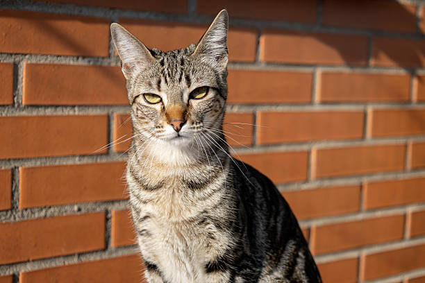 Tabby cat sitting outdoors in sunlight against brick wall