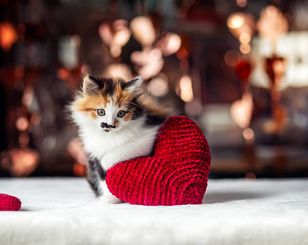 a fluffy playful kitten with a big red heart in its paws on Valentine's Day on a shiny background