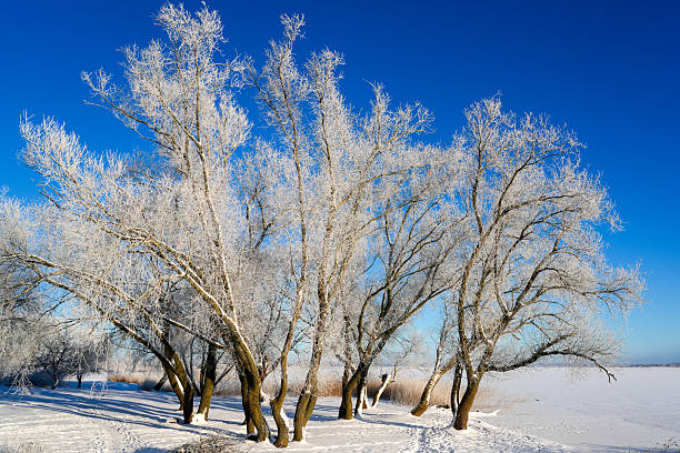 Row of trees at the edge of the frozen lake. Naked trunks contrast with the snow on the slope.