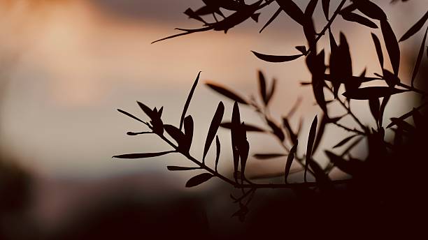 A serene and minimalist horizontal composition featuring the sharp silhouette of olive tree leaves against a soft, glowing sunset. The warm, hazy tones of the background create a peaceful and organic atmosphere, typical of the Mediterranean countryside. This image offers ample copy space and a beautiful natural texture, making it ideal for wellness branding, organic food packaging, or website headers focused on nature and tranquility.