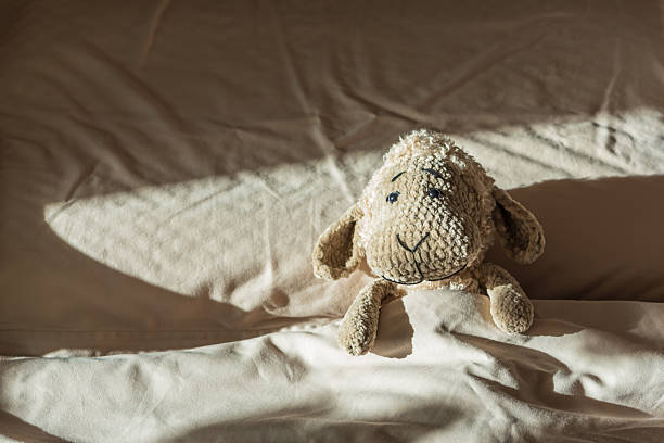 Lonely sheep in dimly lit room with sunlight streaming through window
