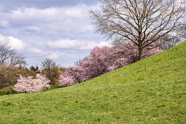 Flowers blooming in Niigata, Japan