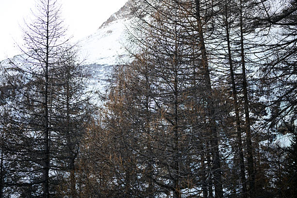 Winter mountain landscape with bare larch trees