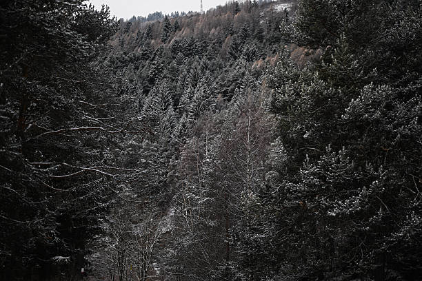 frozen forest hit by sunrise colors, fairytale like forest in winter time, perfect winter background image
