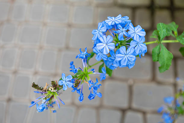 Chicory blue flower on macro