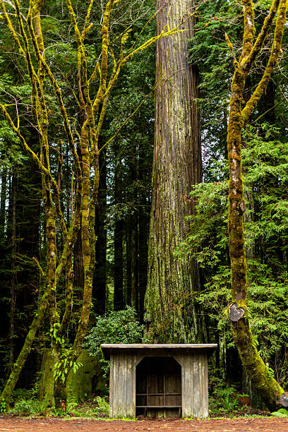 A rustic wooden bus stop shelter sits at the base of a massive moss-covered redwood tree along the Avenue of the Giants in Humboldt Redwoods State Park, surrounded by lush green forest.