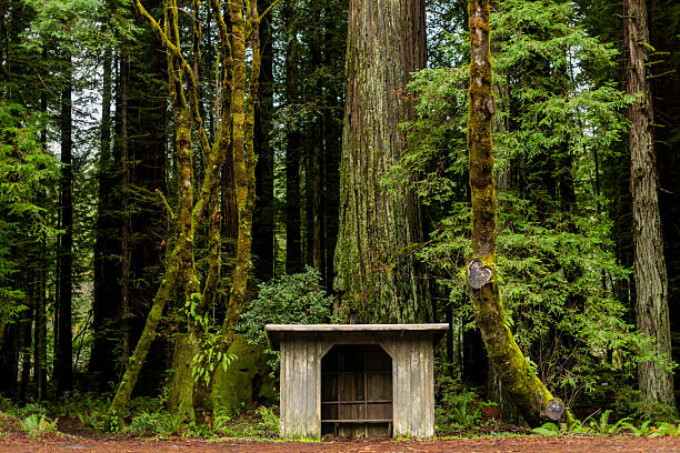 A rustic wooden bus stop shelter sits at the base of a massive moss-covered redwood tree along the Avenue of the Giants in Humboldt Redwoods State Park, surrounded by lush green forest.