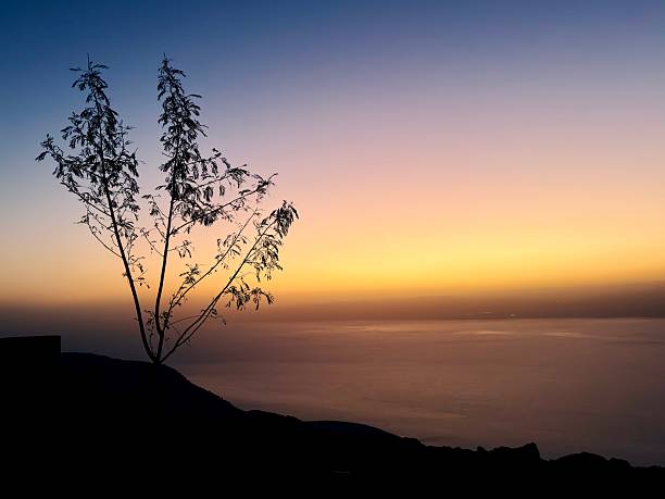 Jordoan Sunset View towards the Dead Sea and the Israel Coast of the Dead Sea. Colorful Twilight on the Horizon - above low hanging clouds over the Dead Sea Seascape. of a Mountain Desert Tree in the foreground. Dead Sea, Jordan, Middle East