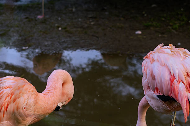 A vibrant pink Chilean flamingo stands gracefully in a shallow pond, surrounded by its flock. The soft lighting highlights the bird's delicate feathers and elegant neck against a natural background.