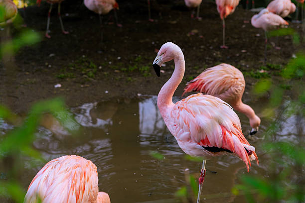 close-up of a pink flamingo, with its beautiful pink feathers