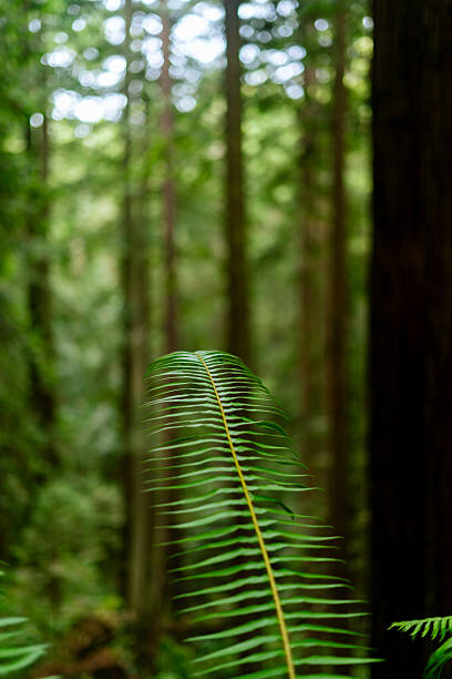 A dense grove of towering second-growth redwood trees rises above a lush forest floor carpeted in green ferns and moss at the Arcata Community Forest in Northern California.