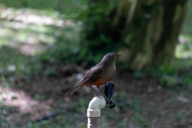 Photograph of a rufous-bellied thrush (Turdus rufiventris) observed in an urban park during the daytime. The bird appears in its natural habitat, showcasing the beauty of Brazilian wildlife and the tranquility of nature within the city.