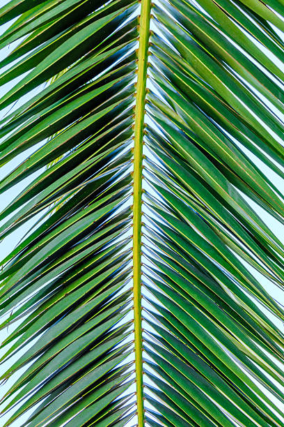 Vew of green palm leaves