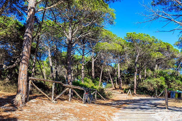 Pine tree forest creating a natural tunnel and leading towards a peaceful path, with a carpet of pine needles