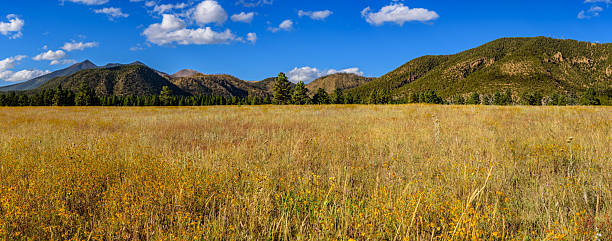 Meadow plants in the mountains close up. Bzerpinsky cornice, Caucasus mountains, Russia
