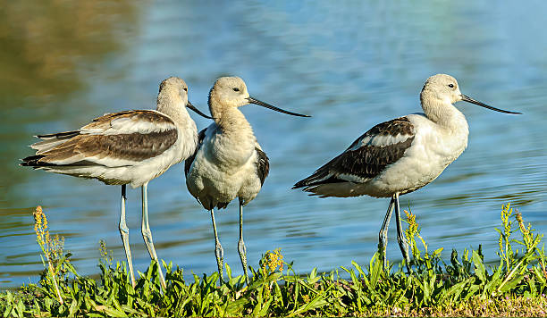 The American Avocet (Recurvirostra americana) is a large wading bird in the stilt and avocet family.  It forages in shallows and mud flats for crustaceans and insects, often sweeping its bill from side to side.  A distinguishing characteristic of the avocet is its black upward-curving bill.  It has a reddish brown head with black and white wing feathers.  The underbelly is white.  The migration route of the American avocet takes it through almost every state in the western USA.  It breeds in marshes, beaches and ponds as far north as southern Canada and south down to parts of New Mexico, Oklahoma and Texas but mostly east of the Rocky Mountains.  This Trio of American Avocets in non breeding plumage was photographed while foraging along the banks of Walnut Canyon Lakes in Flagstaff, Arizona, USA.