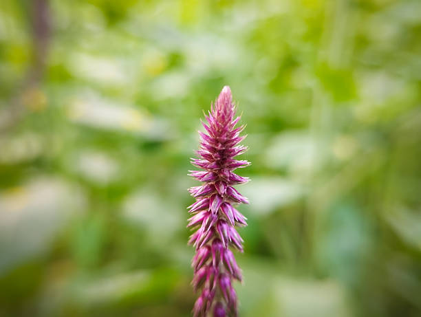 Macro photo of pink allium onion flower on green background. No people are seen in frame. Shot in studio with a full frame mirrorless camera and a macro lens.