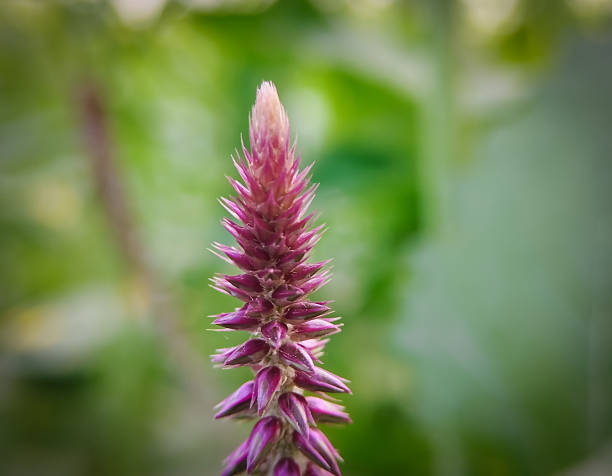 A single, spiky purple flower spike stands out against blurred greenery