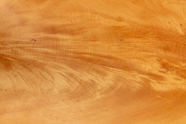 huon pine wood grain closeup with growth rings