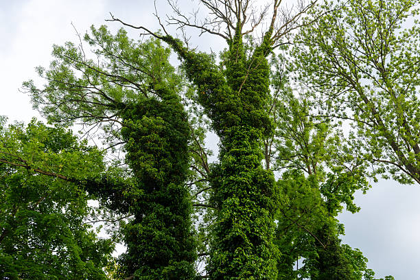 Vertical view of tall trees densely covered with ivy and fresh leaves against an overcast sky. Natural texture and wild forest growth concept for ecology, environment, and botanical background.
