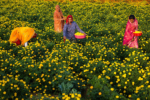 A sunlit field densely carpeted with bright yellow marigolds where four women in colorful traditional dress are picking flowers. They bend and walk between the rows, gathering blooms into plastic basins and baskets; vivid saris and patterned headscarves contrast with the sea of yellow, creating a lively, communal harvest scene.