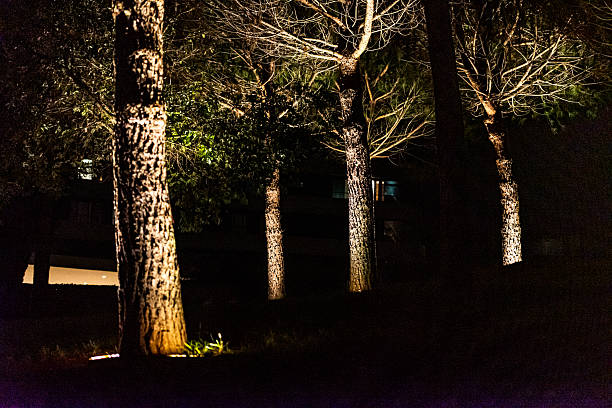 Majestic Pine Tree Trunks Illuminated at Night with Warm Artificial Lighting in a Mediterranean Luxury Resort