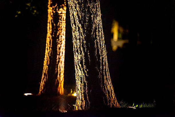 Majestic Pine Tree Trunks Illuminated at Night with Warm Artificial Lighting in a Mediterranean Luxury Resort
