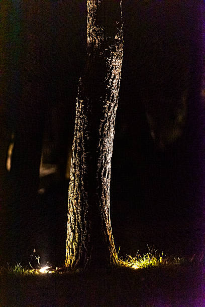 Majestic Pine Tree Trunks Illuminated at Night with Warm Artificial Lighting in a Mediterranean Luxury Resort