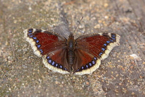 istock Mourning cloak warming in sun after hibernation 2256127098
