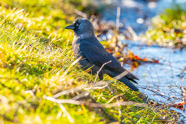 Public parks are good places to spot many king of birds such as mandarin duck, large-billed crow, mandarin duck, black bird.