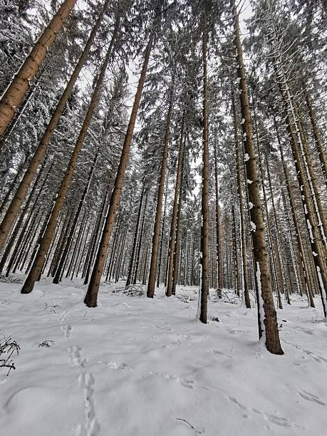 Snow-covered conifer forest in winter with visible footprints leading through the trees. The scene conveys cold weather, silence and solitude, capturing a peaceful natural landscape during the winter season.
