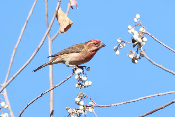 Purple Finch
