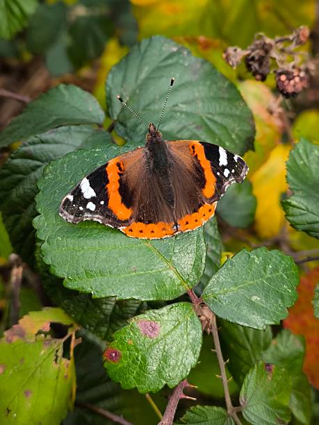 Close-up of a red admiral butterfly resting on a green leaf in its natural habitat. The image highlights the detailed wing patterns and represents wildlife, biodiversity and nature.