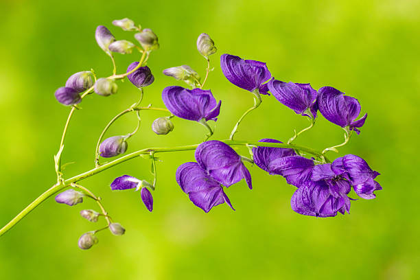 The blue monkshood is a highly poisonous plant.