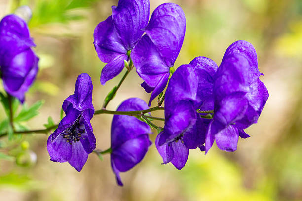 The blue monkshood is a highly poisonous plant.