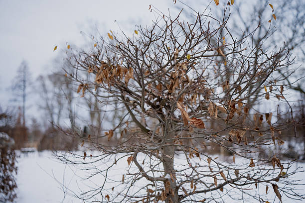 Walk through the winter forest