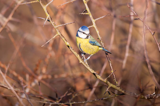 Blue tit ( Cyanistes caeruleus ) close up
