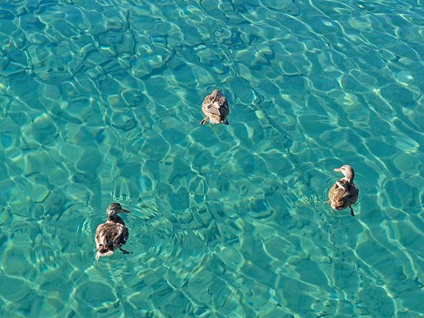 Three ducks in turquoise colored Lake Tahoe .