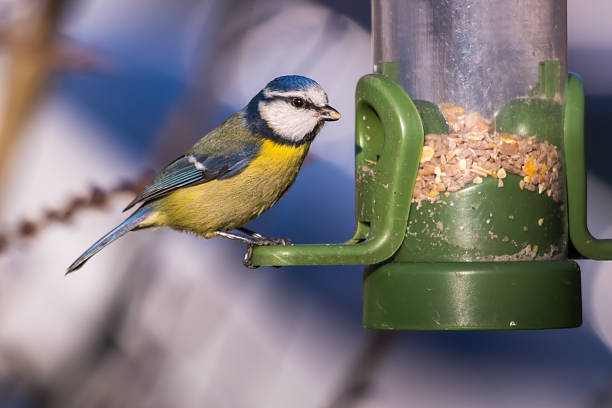 Great Tits on a birdfeeder.