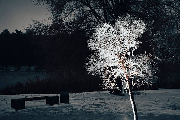 Frozen thuja tree branches covered by rime ice shimmer in bright winter sunlight, creating a serene scene that captures the beauty of the season and the gentle sparkle of frost. Beautiful bokeh lights background with space for copy.