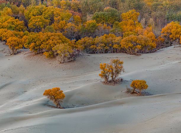 Scenic view of autumn poplar trees scattered across soft sand dunes in Xinjiang Bayingolin, China. The warm yellow foliage contrasts with pale desert sands, illustrating resilience and seasonal beauty in a desert environment.