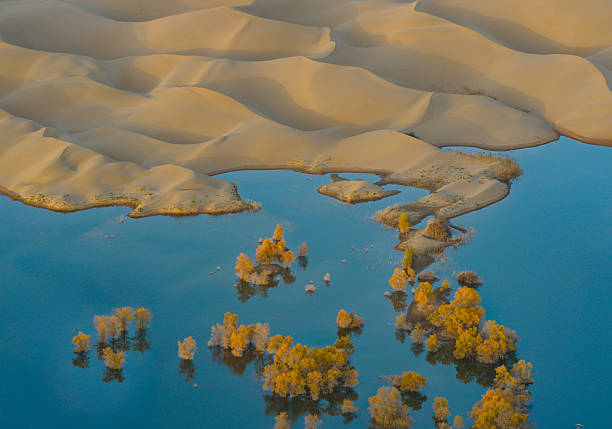 An aerial view of a desert oasis surrounded by golden poplar trees in Bayingolin, Xinjiang, China. Calm blue water contrasts with arid sand dunes and autumn foliage, illustrating the fragile balance between desert and life.