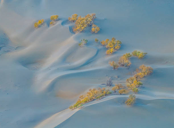 Aerial view of a desert oasis where golden poplar trees grow around calm blue water, surrounded by vast sand dunes in Xinjiang Bayingolin, China. The image highlights the contrast between arid desert and life sustained by water.