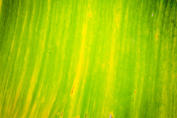 banana leaves nature background and texture