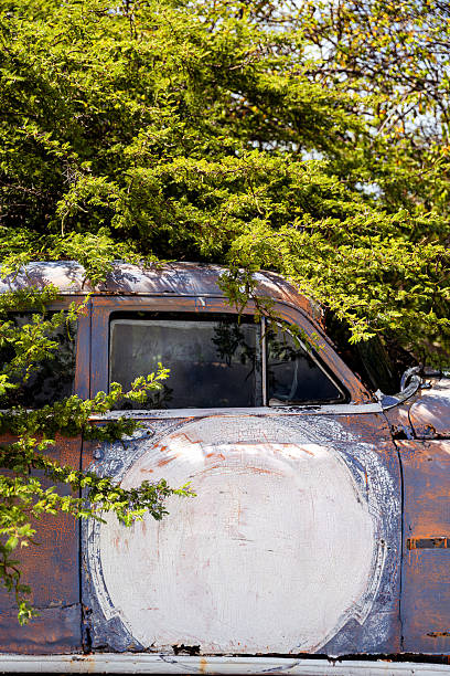 Old rusted car body with a white circle painted on the door, overgrown by green trees
