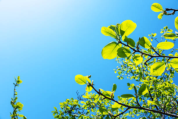 Fresh green leaves on trees against a sunny blue sky