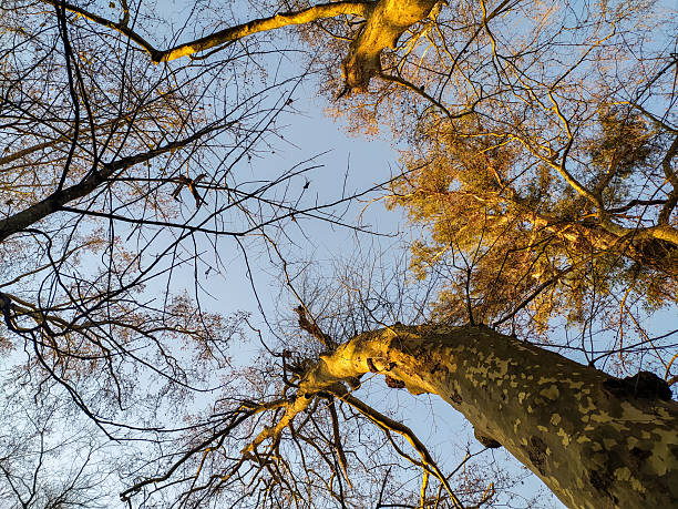 Majestic plane trees glow in golden sunlight against a crisp blue sky. This lowangle shot captures natures beauty and growth, perfect for serene backgrounds and wellness designs.