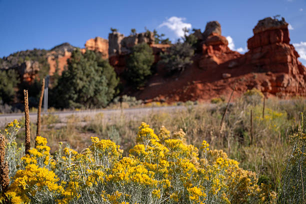 High Desert Sagebrush Flowering bush on Grand Mesa in western Colorado with burned out cedar trees and a rugged valley in the background (photos professionally retouched - Lightroom / Photoshop - original size 5616 x 3744 canon 5DS Full Frame) iStock Portfolio: http://bit.ly/eyecrave_istock Getty Images Portfolio: http://bit.ly/eyecrave_getty