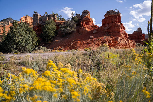 Yellow Wildflowers in Bloom with Red Rock Formations in Dixie National Forest Description: A vibrant close-up of yellow wildflowers (Rabbitbrush) blooming in the foreground with the dramatic red sandstone hoodoos of Red Canyon in the background. Located near Bryce Canyon, Utah, this landscape captures the beauty of the high desert during the late summer and autumn seasons